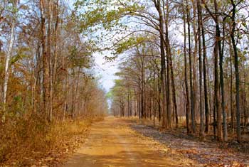 ���^�i�L���̐X