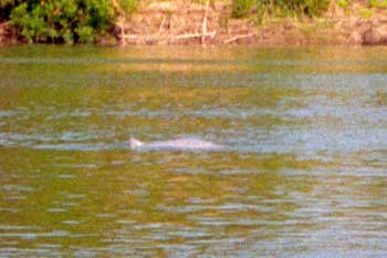 ���R����C���J