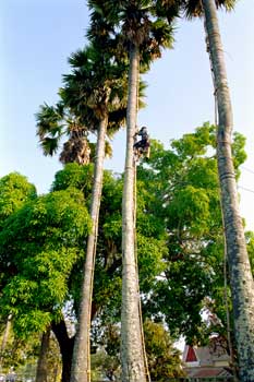 ���q�W���[�X���Ƃ�l