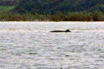 ���R����C�J