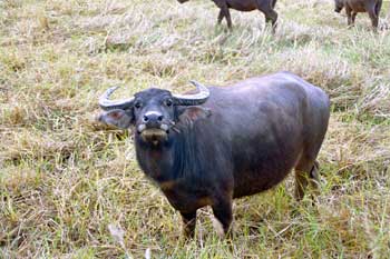 �X�B���T�P�b�g�̃N���[�C